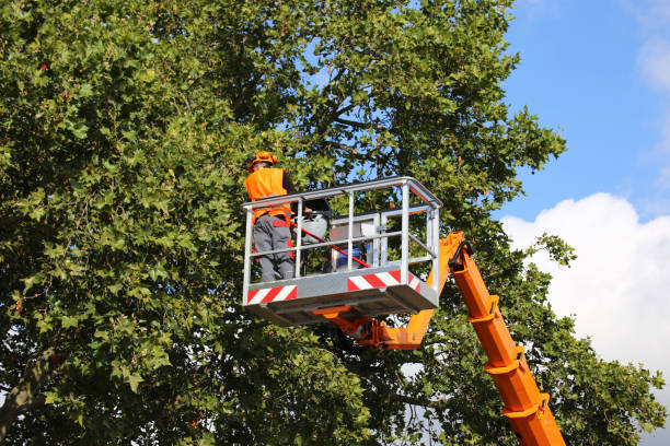 How Our Tree Care Process Works  in  Helena Valley Southeast, MT